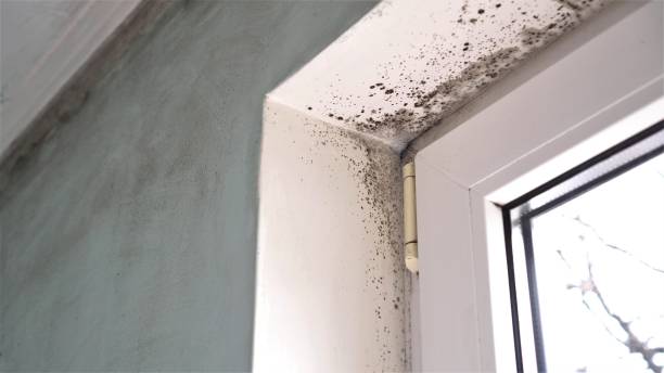 Best Professional Mold Removal  in Murillo, TX