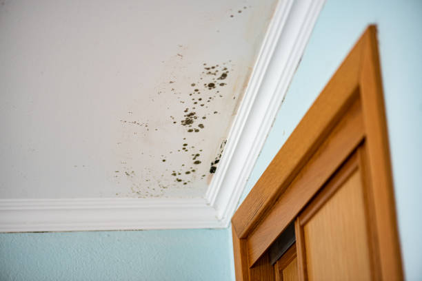 Best Mold Testing  in Murillo, TX