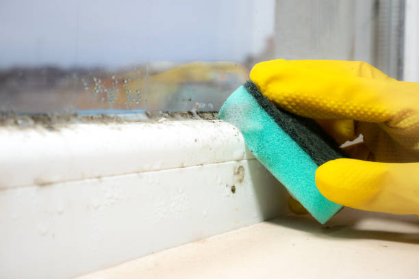 Best Black Mold Removal  in Murillo, TX