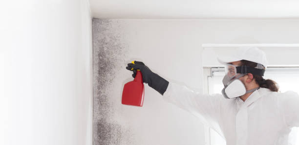 Attic Mold Removal in Murillo, TX