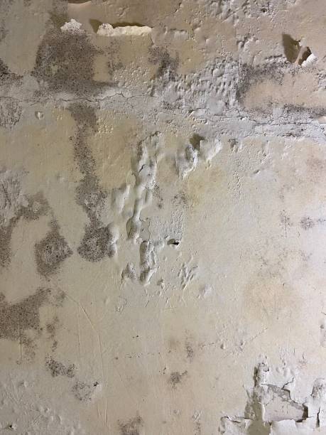 Best Mold Testing  in Murillo, TX