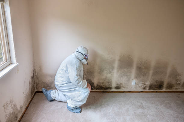 Best Residential Mold Removal  in Murillo, TX