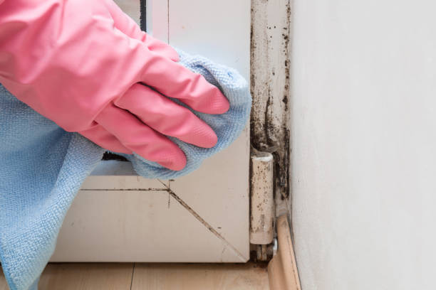 Best Affordable Mold Removal  in Murillo, TX