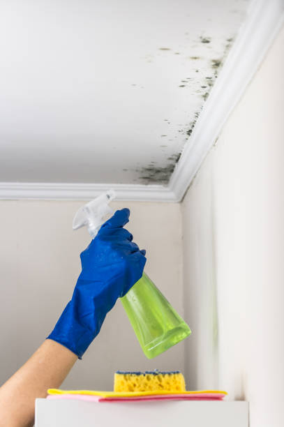 Reliable Murillo, TX Mold Removal Solutions